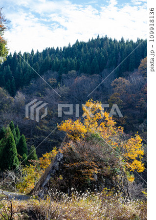 【林道】紅葉に染まる山奥の林道 109918136