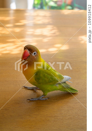 ボタンインコ 109918412