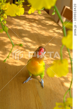ボタンインコ ボタンインコ 109918420