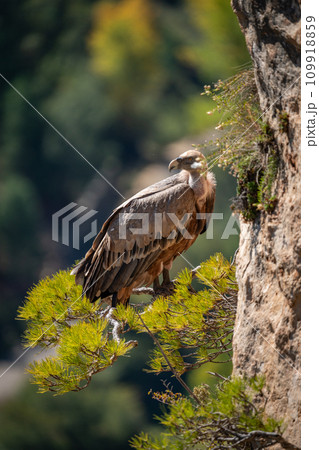 Majestic Griffon Vulture Perched on a Pine Tree Cliffside Majestic Griffon Vulture Perched on a Pine Tree Cliffside 109918859