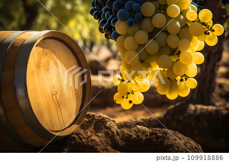 Wine Glass with Chardonnay Grapevine tasting. Vino Degustation in wine cellar. 109918886