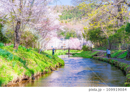 【春素材】忍野村の桜【山梨県】 109919084