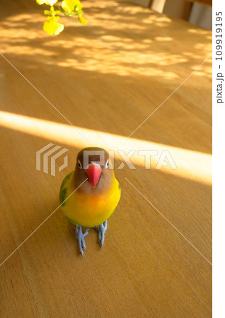 ボタンインコ ボタンインコ 109919195