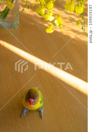 ボタンインコ 109919197