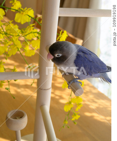 ボタンインコ ボタンインコ 109919198