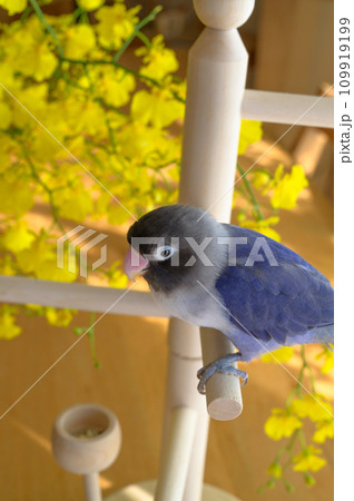 ボタンインコ ボタンインコ 109919199