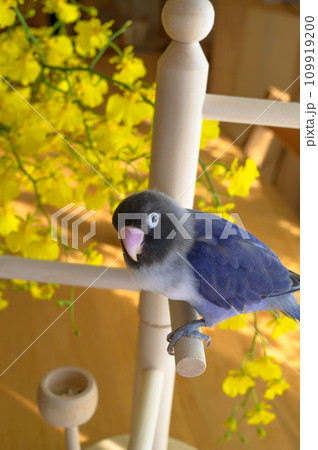 ボタンインコ 109919200