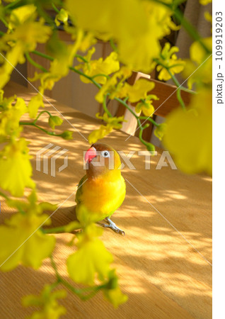 ボタンインコ ボタンインコ 109919203