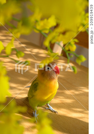 ボタンインコ 109919439