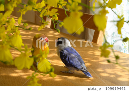 ボタンインコ 109919441