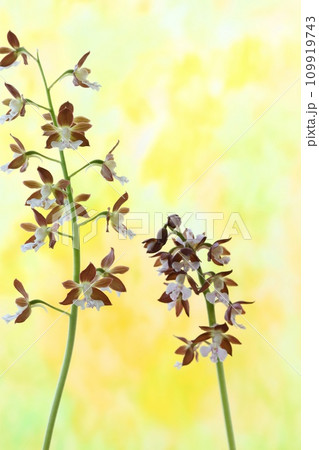 地エビネ 海老根蘭 黄色背景 地味な花 蘭 地エビネ 海老根蘭 黄色背景 地味な花 蘭 109919743