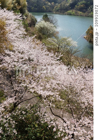 春の湖畔　木々の芽吹き　桜の花が咲く 109919872