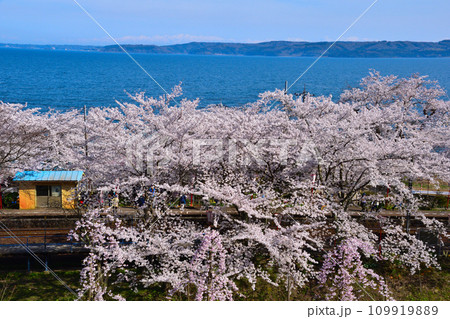 桜景　能登鹿島駅 109919889