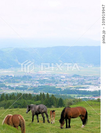 阿蘇で放牧される馬　　カルデラを背景に　（熊本県） 109919947