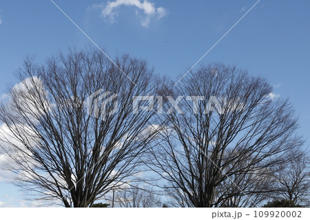 葉が落ちた木 葉が落ちた木 109920002