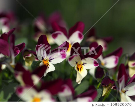 紫色のパンジーの花 109920070