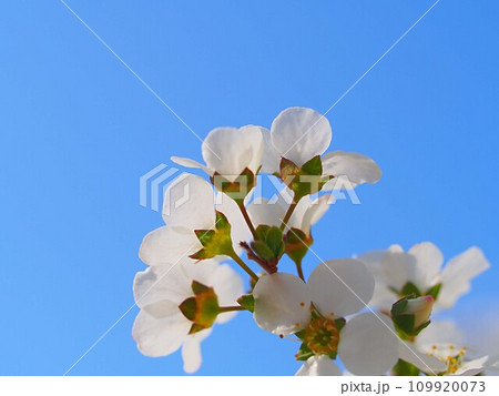 青空とタチバナモドキの花のアップ 青空とタチバナモドキの花のアップ 109920073