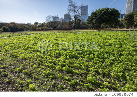浜離宮恩賜庭園お花畑菜の花 浜離宮恩賜庭園お花畑菜の花 109920074