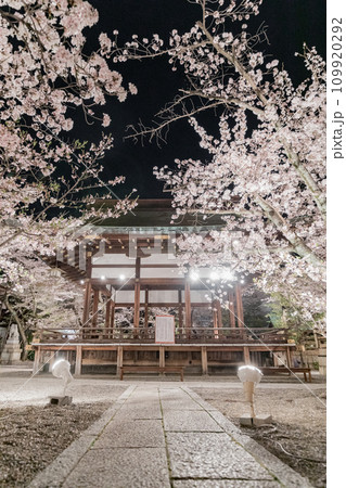 天孫神社　満開の桜のライトアップ 109920292