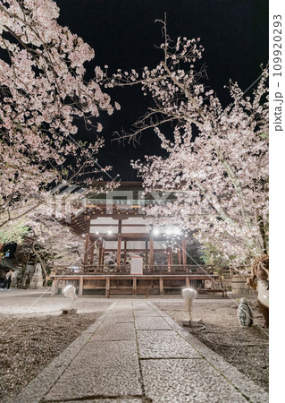 天孫神社　満開の桜のライトアップ 109920293