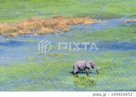 Aerial View of an African Elephant 109920652
