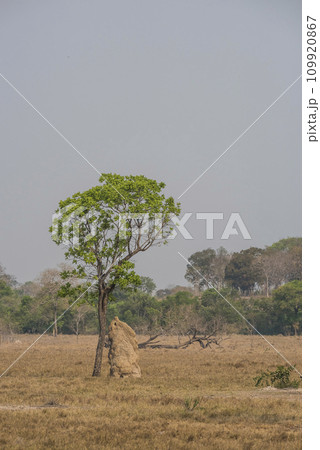 Termite mounds in Pantanal countyside environment,, Transpantaneira Route, Pantanal, Mato grosso.Brazil. Termite mounds in Pantanal countyside environment,, Transpantaneira Route, Pantanal, Mato grosso.Brazil. 109920867