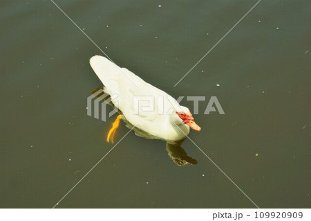 金城ダムのバリケン 109920909