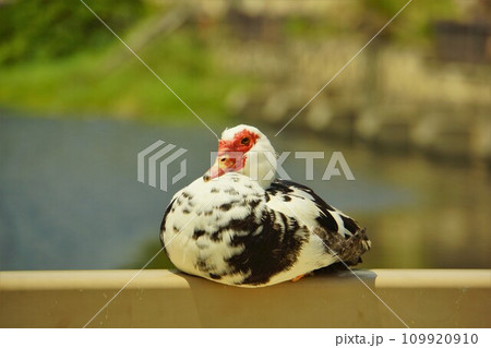 金城ダムのバリケン 金城ダムのバリケン 109920910