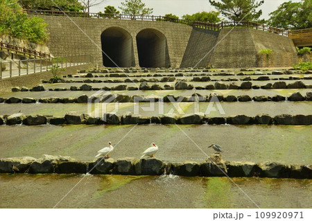 金城ダムのバリケンとアオサギ 109920971
