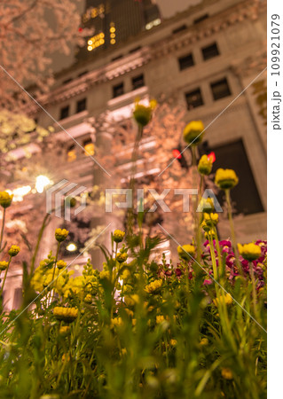 ライトアップされた夜桜と花 109921079