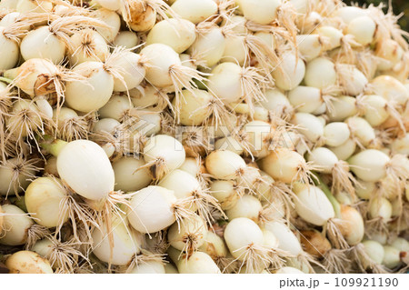 Washed farm heads of onions 109921190