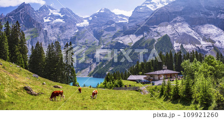 Switzerland nature and travel . Idyllic swiss mountain lake Oeschinensee (Oeschinen) with green pastures and  grazing cows  109921260