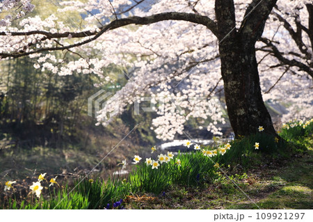 桜と水仙のある川辺の風景 109921297