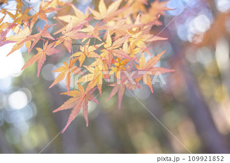 紅葉　もみじと玉ボケ 109921852