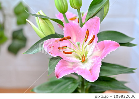 ユリ　オリエンタルハイブリッド 109922036