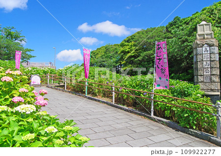 北九州市若松区にあるアジサイ名所の高塔山公園 109922277