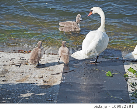 池で泳ぐ白鳥と誕生した子供の仲良し家族 池で泳ぐ白鳥と誕生した子供の仲良し家族 109922291