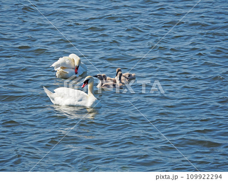 池で泳ぐ白鳥と誕生した子供の仲良し家族 池で泳ぐ白鳥と誕生した子供の仲良し家族 109922294