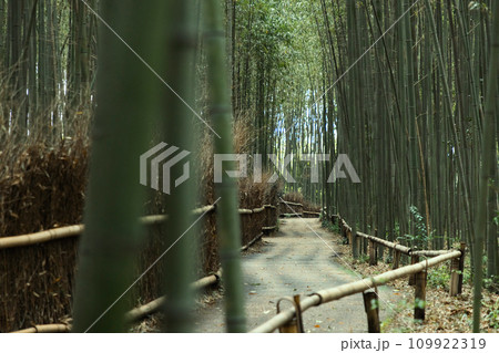 京都嵐山-竹林の小径- 109922319