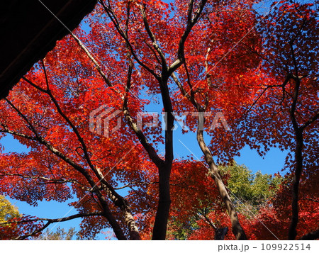 大阪 万博記念公園の紅葉 大阪 万博記念公園の紅葉 109922514
