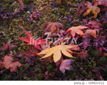 大阪 万博記念公園の紅葉 大阪 万博記念公園の紅葉 109922522