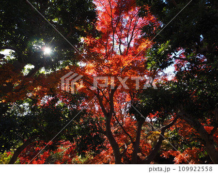 大阪 万博記念公園の紅葉 大阪 万博記念公園の紅葉 109922558