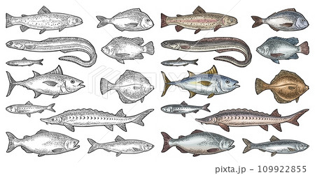 Whole fresh different types fish. Vector engraving vintage 109922855
