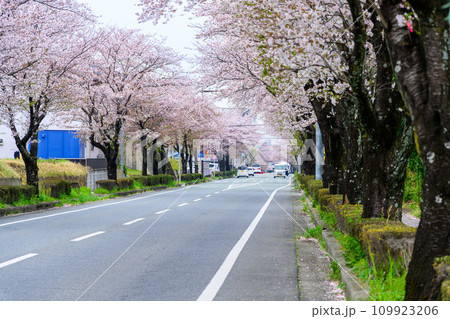 桜街道スポットに映える数キロの桜トンネル ドライブ観光ポット大津街道 (菊池郡大津町) 桜街道スポットに映える数キロの桜トンネル ドライブ観光ポット大津街道 (菊池郡大津町) 109923206