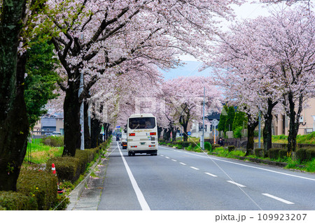 桜街道スポットに映える数キロの桜トンネル　ドライブ観光ポット大津街道　(菊池郡大津町) 109923207