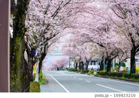 桜街道スポットに映える数キロの桜トンネル ドライブ観光ポット大津街道 (菊池郡大津町) 桜街道スポットに映える数キロの桜トンネル ドライブ観光ポット大津街道 (菊池郡大津町) 109923210