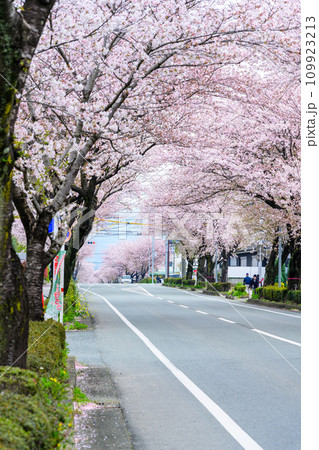 桜街道スポットに映える数キロの桜トンネル　ドライブ観光ポット大津街道　(菊池郡大津町) 109923213