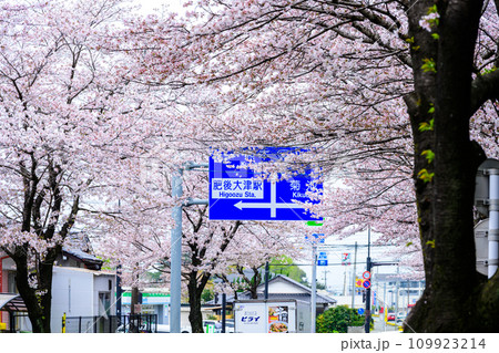 桜街道スポットに映える数キロの桜トンネル ドライブ観光ポット大津街道 (菊池郡大津町) 桜街道スポットに映える数キロの桜トンネル ドライブ観光ポット大津街道 (菊池郡大津町) 109923214