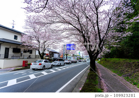 道路案内板 桜街道スポットに映える数キロの桜トンネル ドライブ観光ポット大津街道 (菊池郡大津町) 道路案内板 桜街道スポットに映える数キロの桜トンネル ドライブ観光ポット大津街道 (菊池郡大津町) 109923281