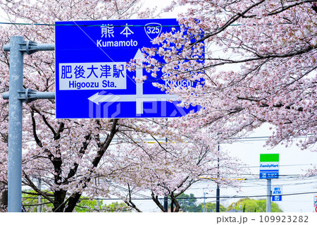 道路案内板 桜街道スポットに映える数キロの桜トンネル ドライブ観光ポット大津街道 (菊池郡大津町) 道路案内板 桜街道スポットに映える数キロの桜トンネル ドライブ観光ポット大津街道 (菊池郡大津町) 109923282